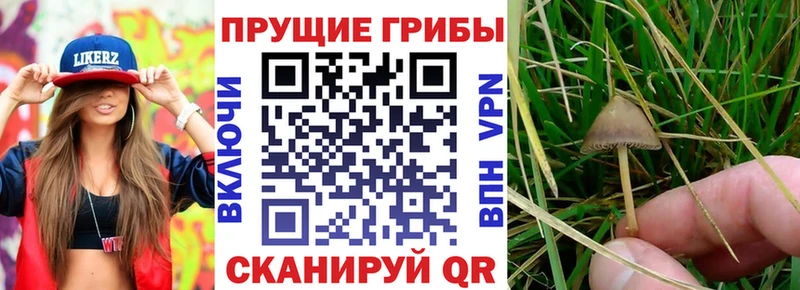 Псилоцибиновые грибы Psilocybine cubensis  хочу наркоту  Горячий Ключ 